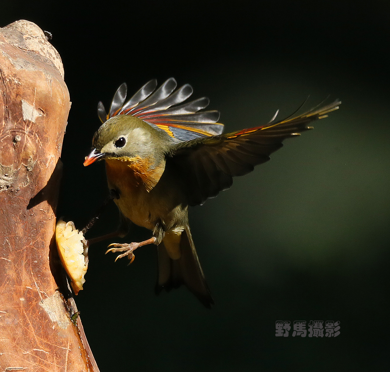苹果雕鸟