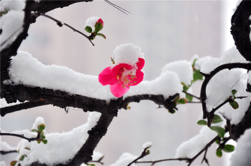雪戒花竖笛乐谱