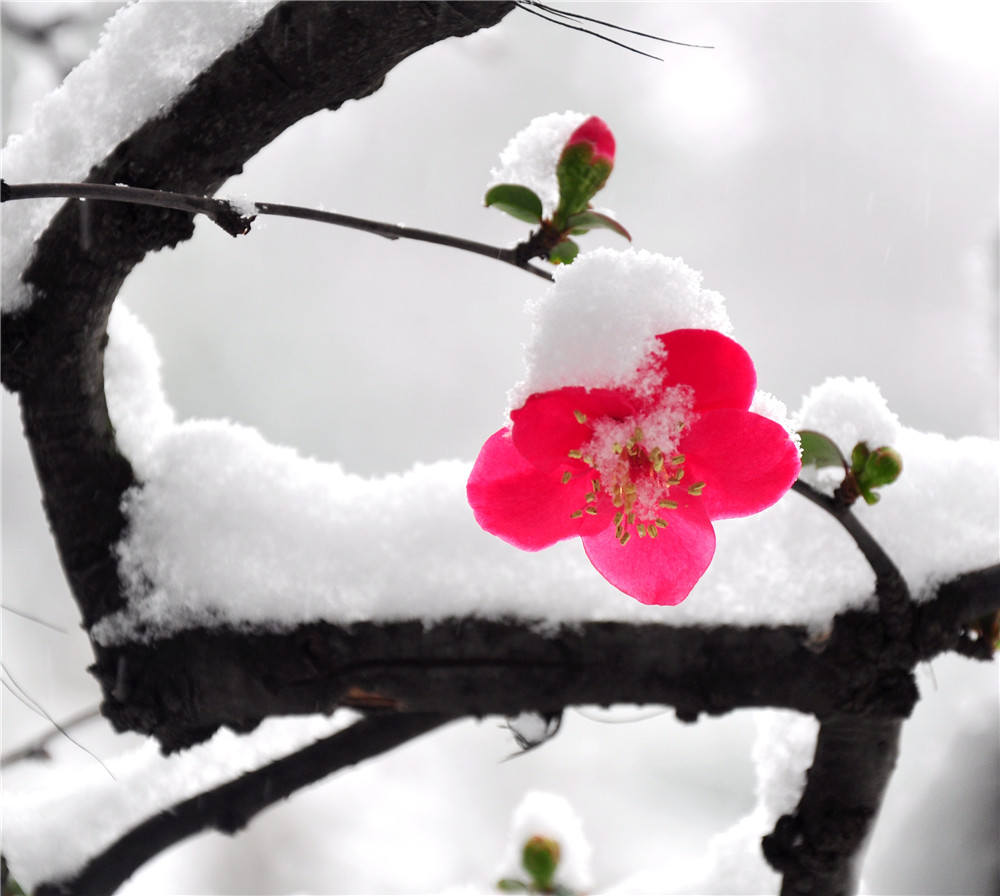 雪戒花竖笛乐谱