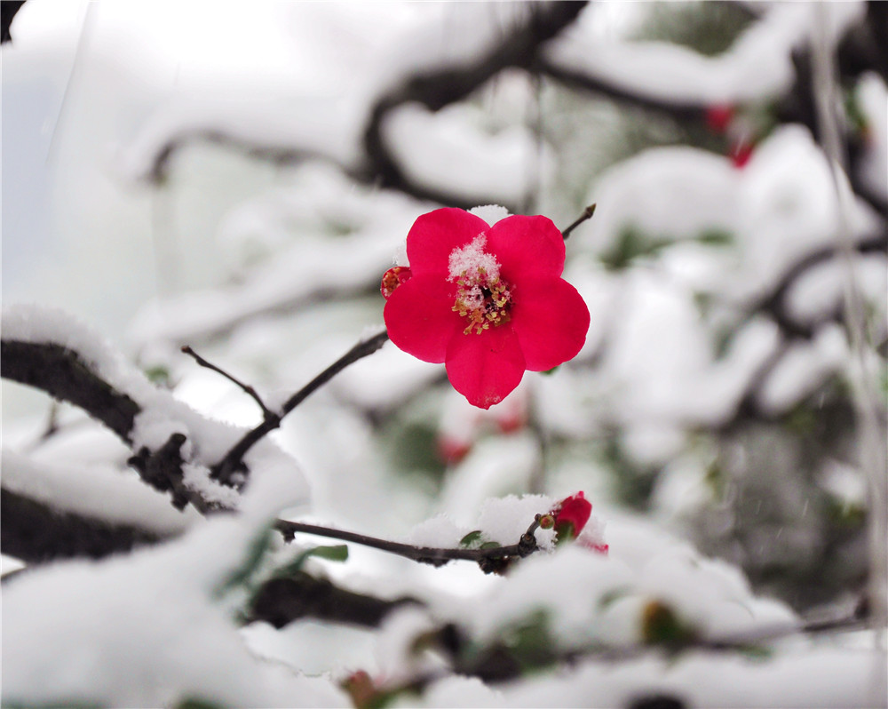 雪戒花竖笛乐谱