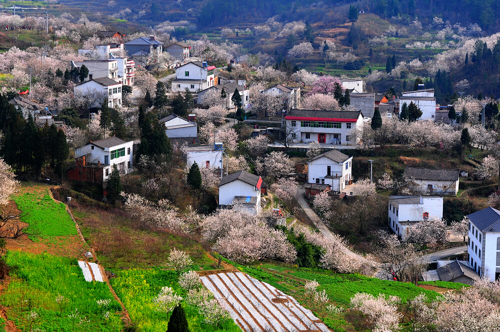 十堰广电【春《行走在画卷中 美丽乡村樱桃沟-拍客-爱十堰