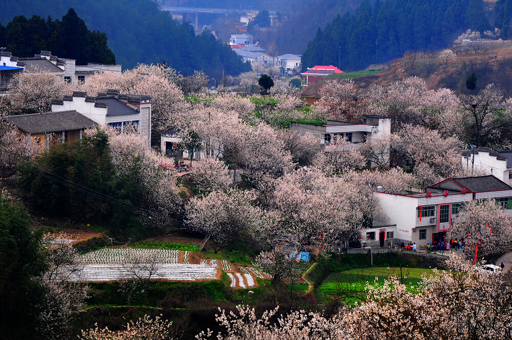 十堰广电【春《行走在画卷中 美丽乡村樱桃沟-拍客-爱十堰