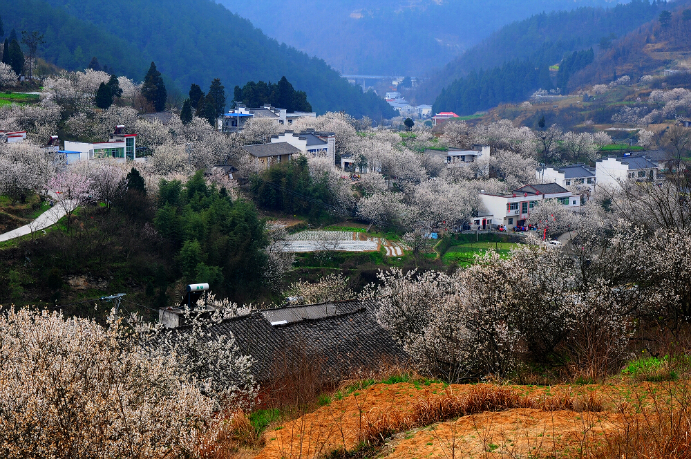 十堰广电【春《行走在画卷中 美丽乡村樱桃沟-拍客-爱十堰