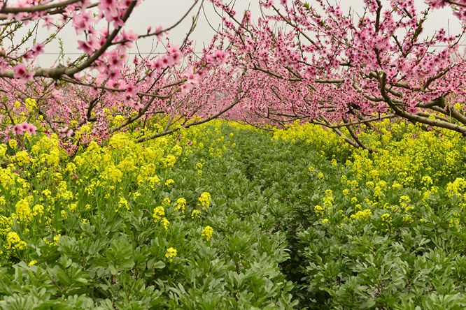 【春】三生三世桃花缘