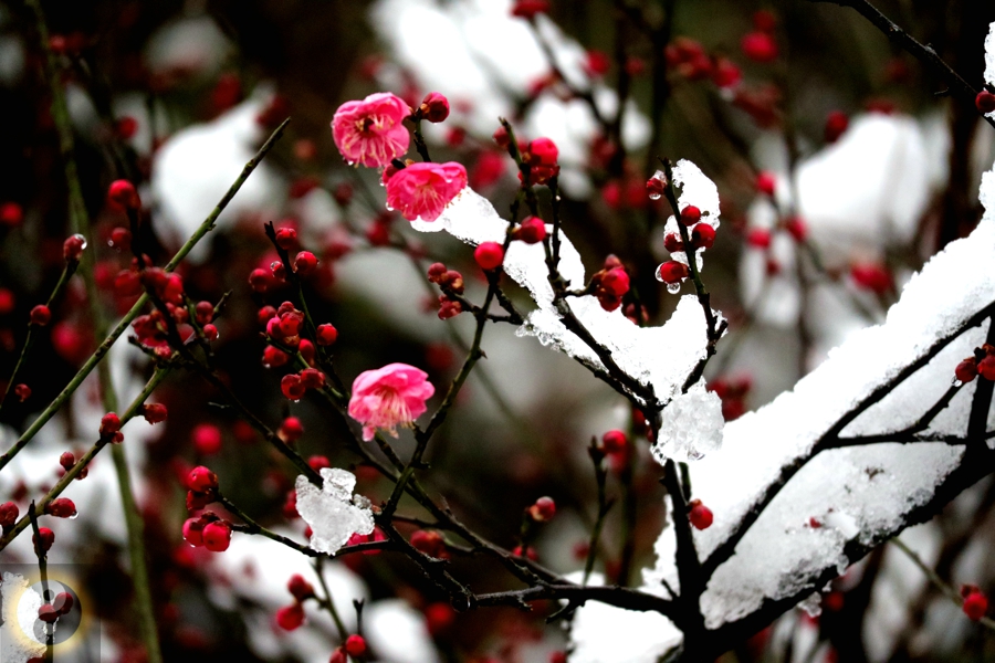 [生态微距] 雪压枝头梅花笑 玉露点缀盼春到[复制链接]