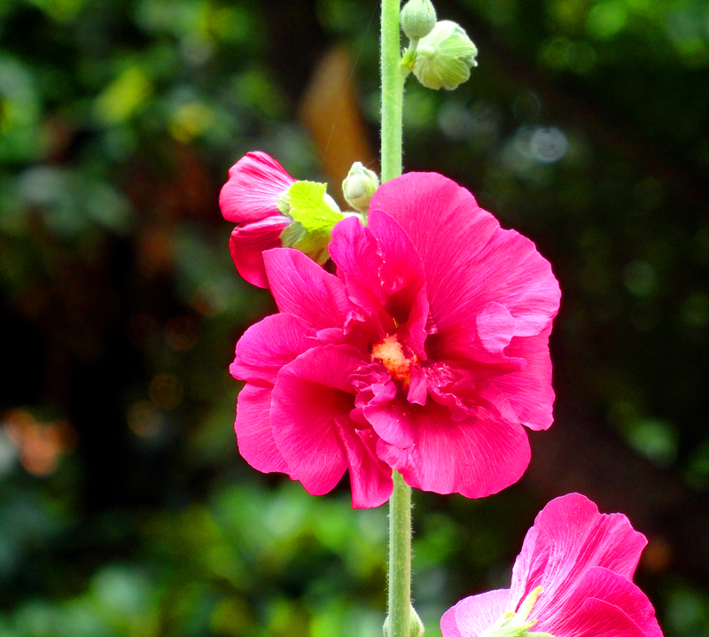 [随手拍 麻杆花又叫节节高[复制链接]
