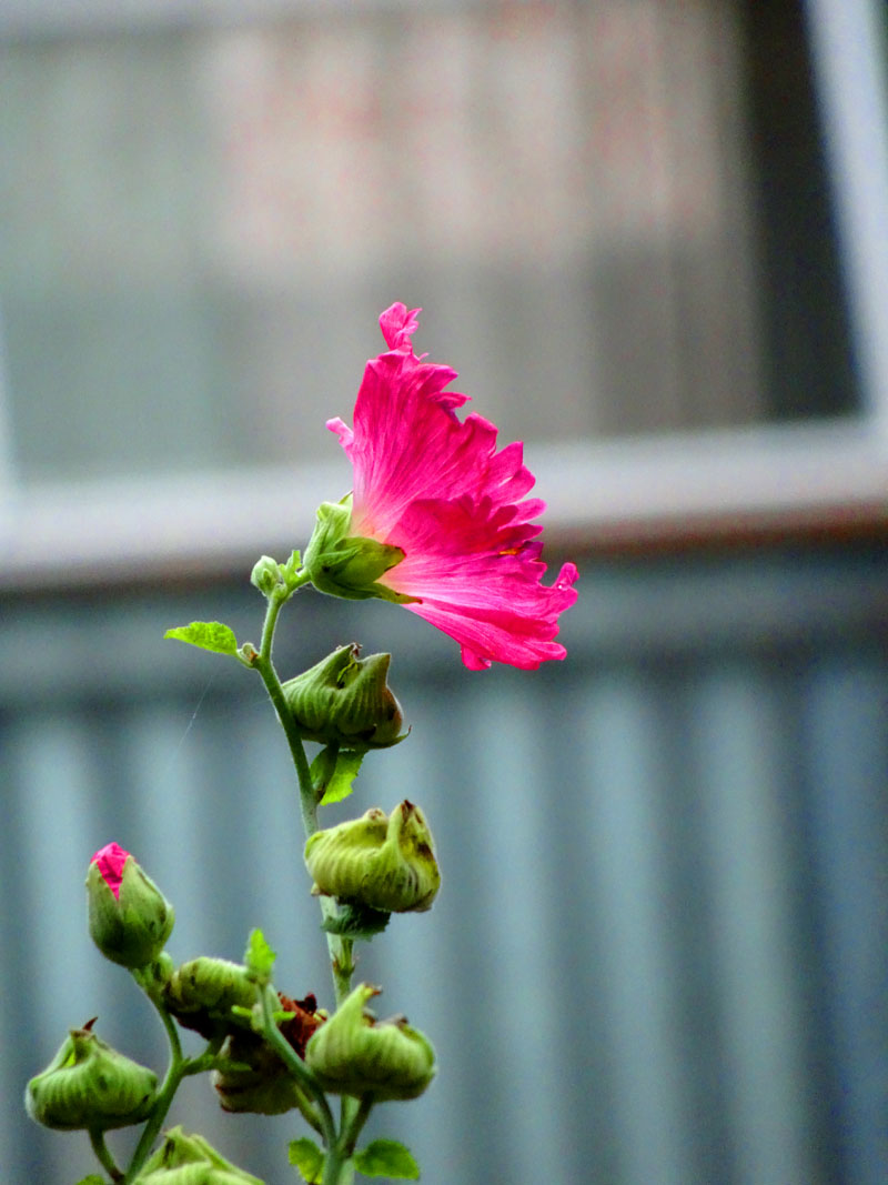 [随手拍 麻杆花又叫节节高[复制链接]