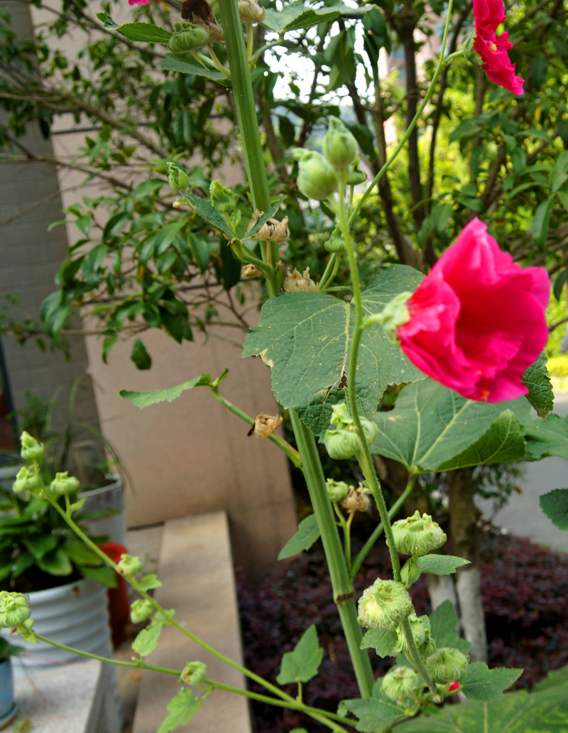 [随手拍 麻杆花又叫节节高[复制链接]